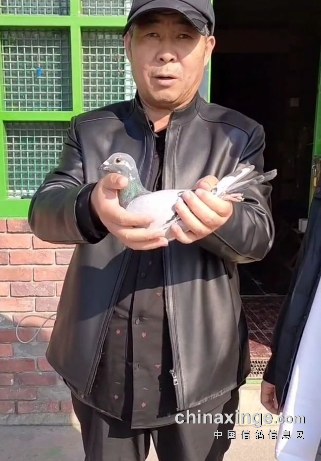 搜鸽网最新视频韩兆海