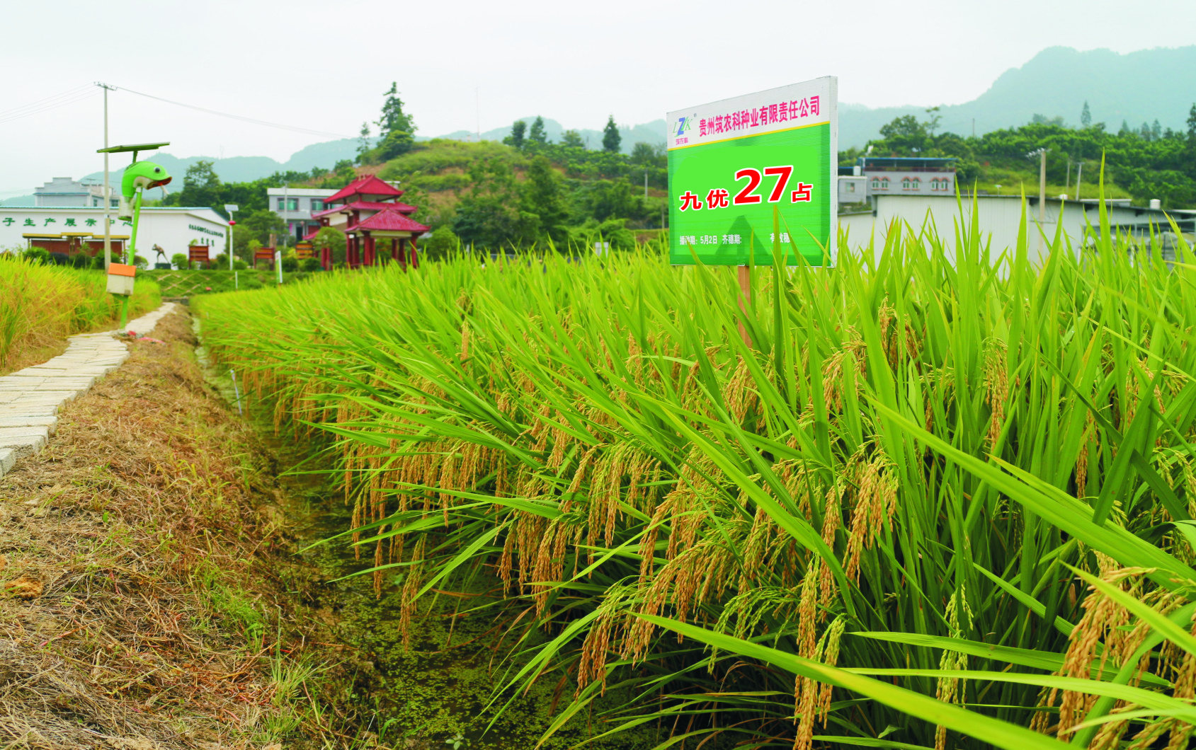 荃银高科水稻最新品种