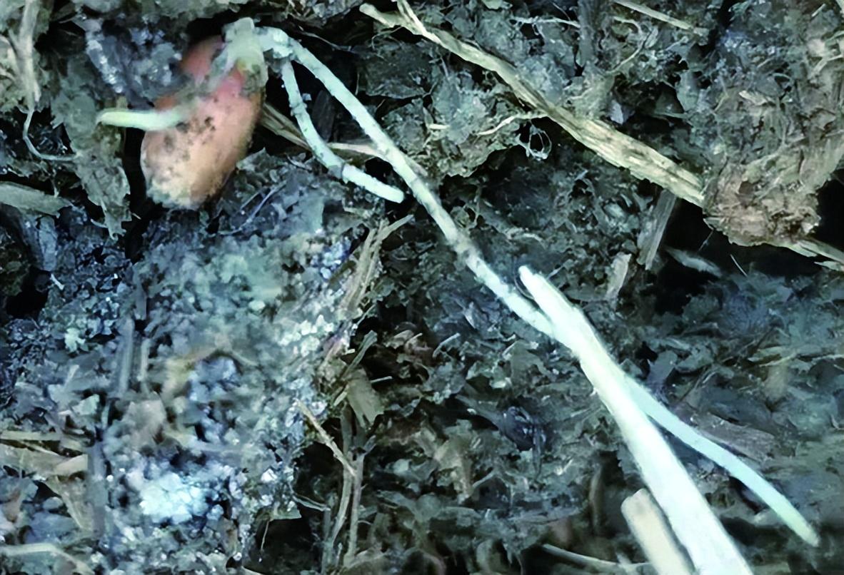 长耕集团六月最新消息