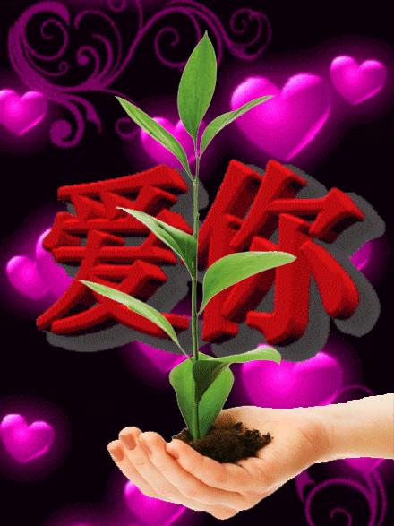 最新美女鲜花早上好动态图片大全